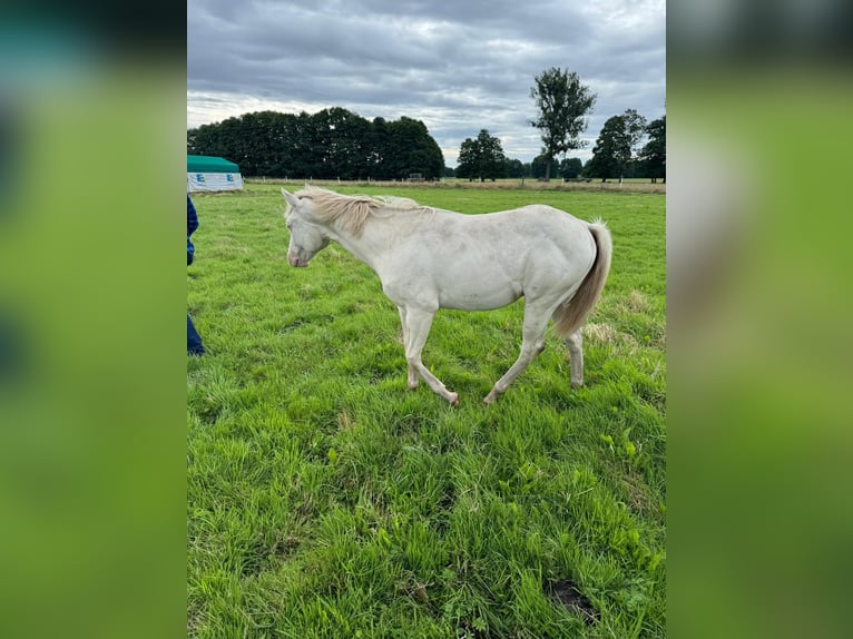 American Quarter Horse Stallion 1 year 14,2 hh Cremello in Moritz