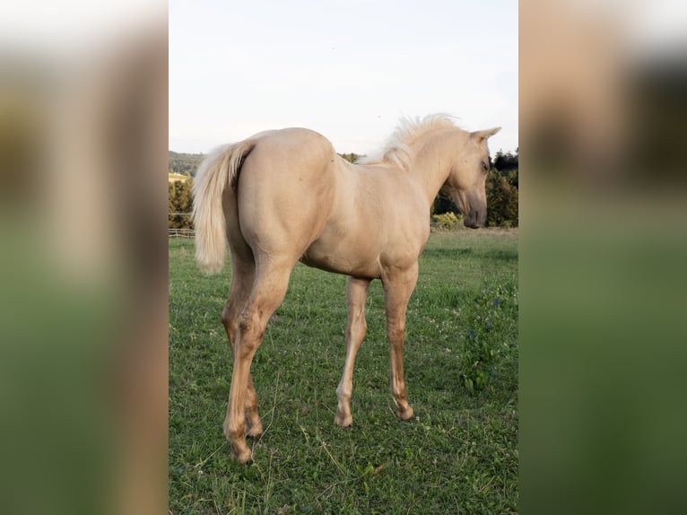 American Quarter Horse Stallion 1 year 14,2 hh Palomino in Glashütten