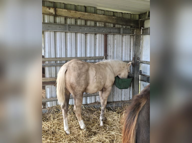 American Quarter Horse Stallion 1 year 14.2 hh Palomino in Betekom