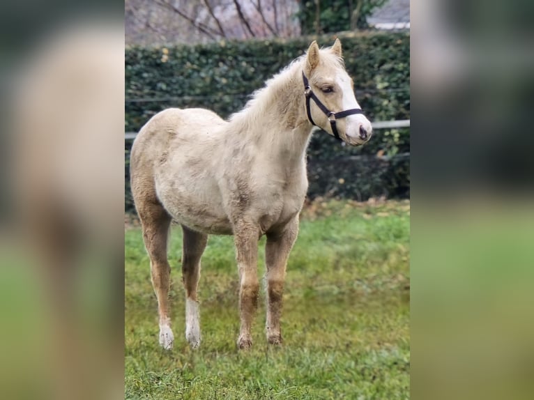 American Quarter Horse Stallion 1 year 14.2 hh Palomino in Betekom