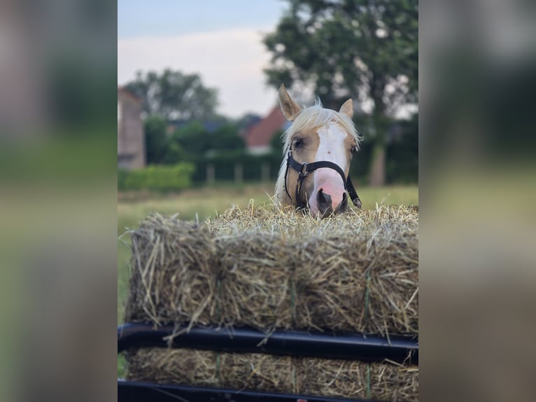 American Quarter Horse Stallion 1 year 14.2 hh Palomino in Betekom