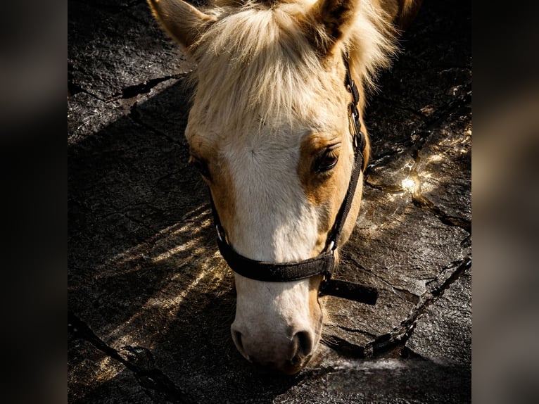 American Quarter Horse Stallion 1 year 14.2 hh Palomino in Betekom