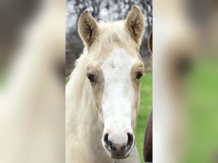 American Quarter Horse Stallion 1 year 14.2 hh Palomino in Betekom