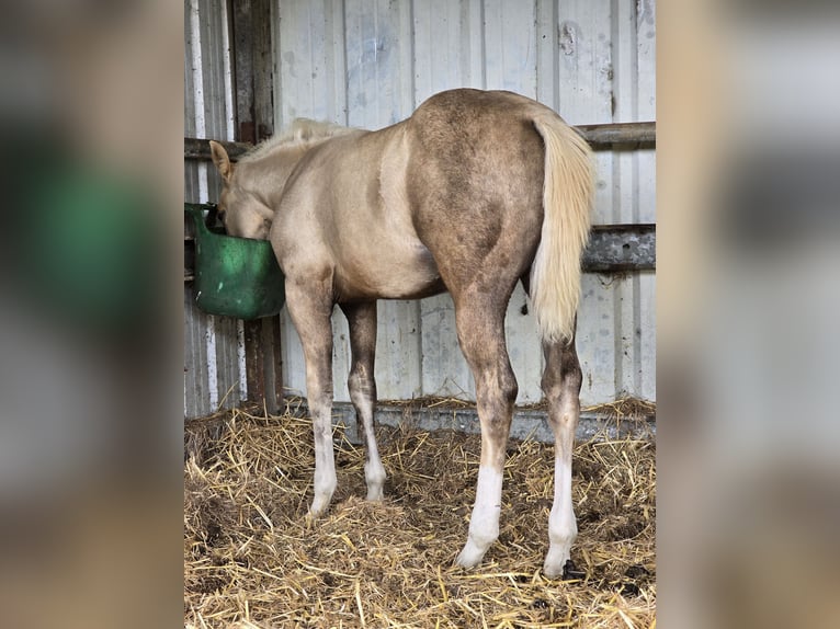 American Quarter Horse Stallion 1 year 14.2 hh Palomino in Betekom