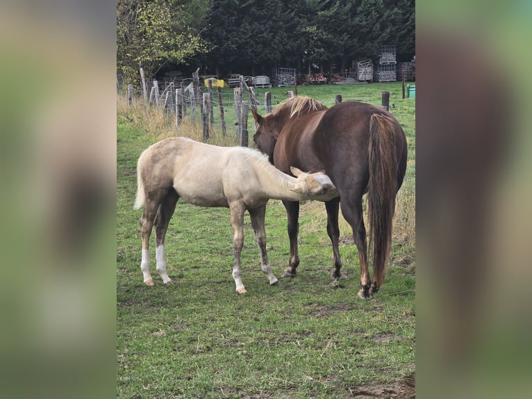 American Quarter Horse Stallion 1 year 14.2 hh Palomino in Betekom