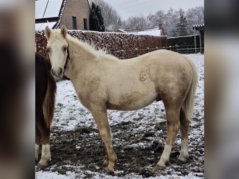 American Quarter Horse Stallion 1 year 14.2 hh Palomino in Betekom