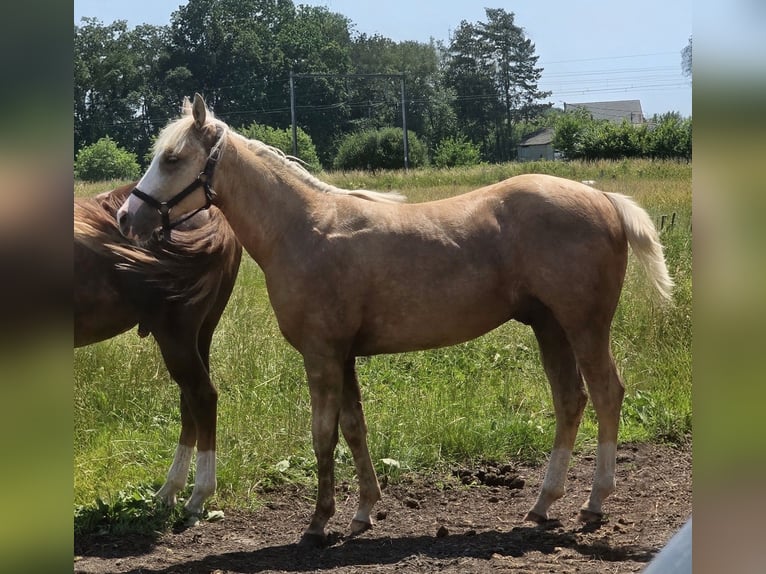 American Quarter Horse Stallion 1 year 14.2 hh Palomino in Betekom