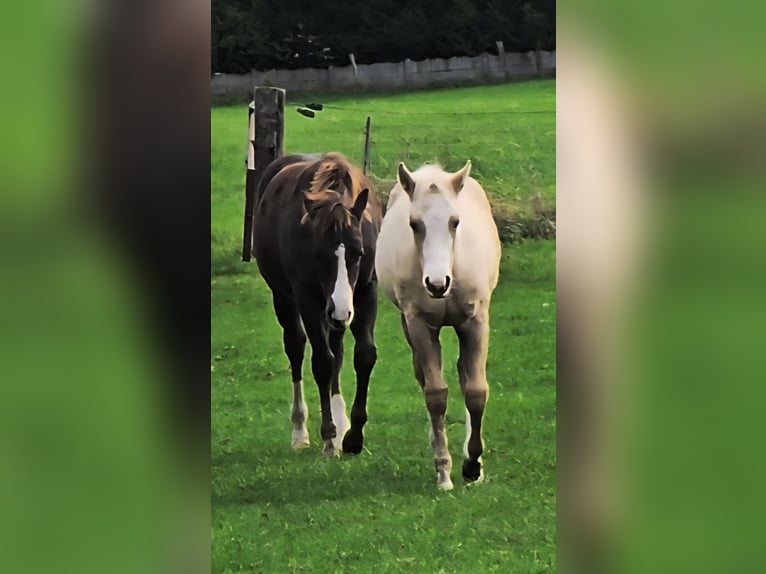 American Quarter Horse Stallion 1 year 14.2 hh Palomino in Betekom