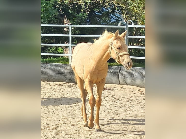 American Quarter Horse Stallion 1 year 14,2 hh Palomino in Harth-Pöllnitz