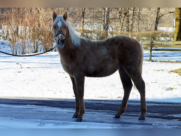 American Quarter Horse Stallion 1 year 14,2 hh Palomino in Hellenthal