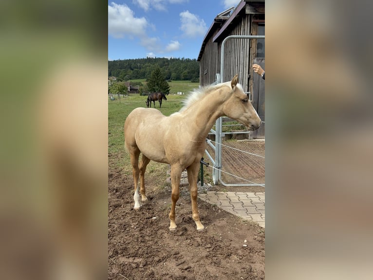 American Quarter Horse Stallion 1 year 14,2 hh Palomino in Rosenfeld