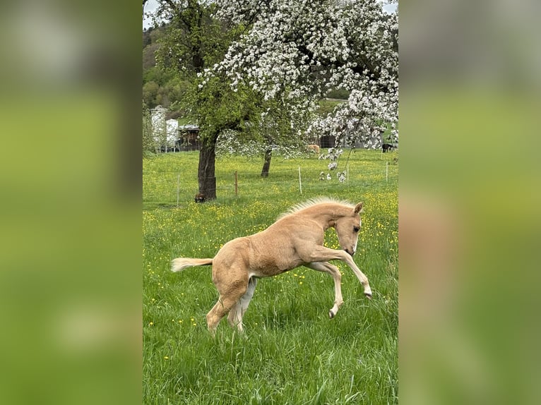 American Quarter Horse Stallion 1 year 14,2 hh Palomino in Rosenfeld