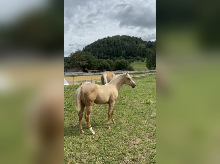 American Quarter Horse Stallion 1 year 14,2 hh Palomino in Rosenfeld