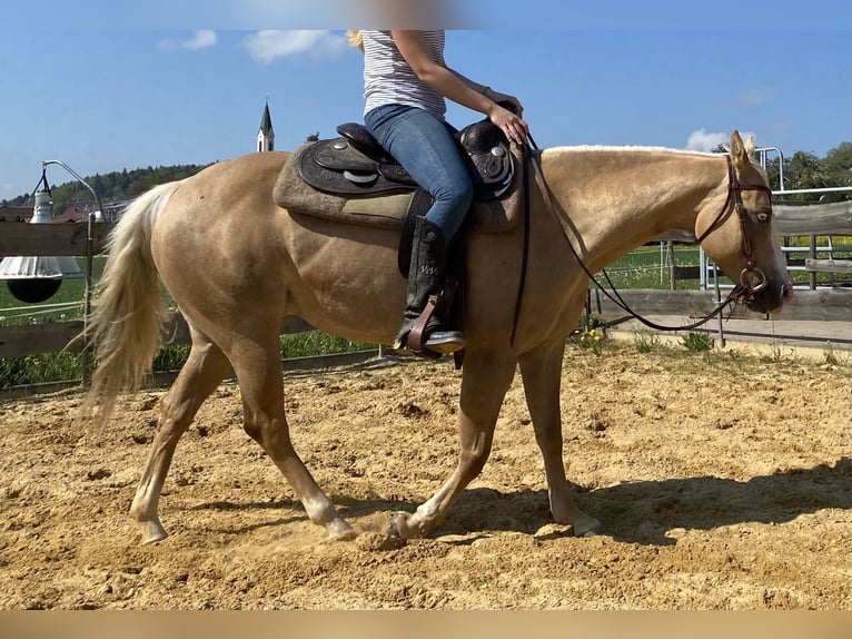 American Quarter Horse Stallion 1 year 14,2 hh Palomino in Rosenfeld