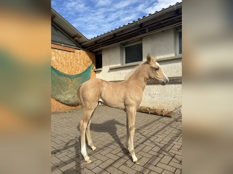 American Quarter Horse Stallion 1 year 14,2 hh Palomino in Rosenfeld