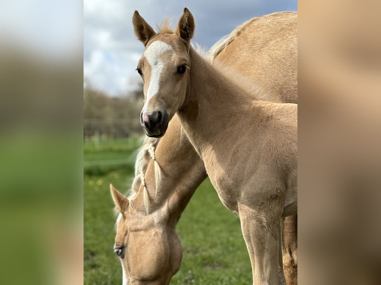 American Quarter Horse Stallion 1 year 14,2 hh Palomino in Rosenfeld