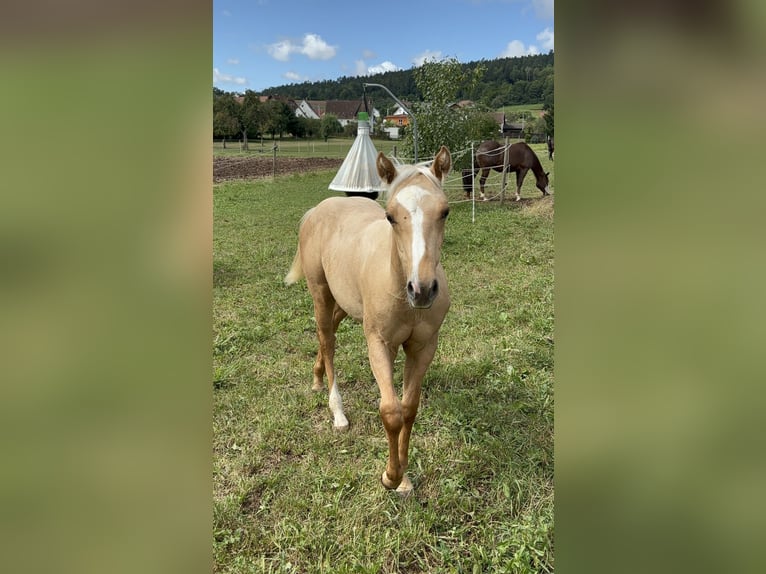 American Quarter Horse Stallion 1 year 14,2 hh Palomino in Rosenfeld