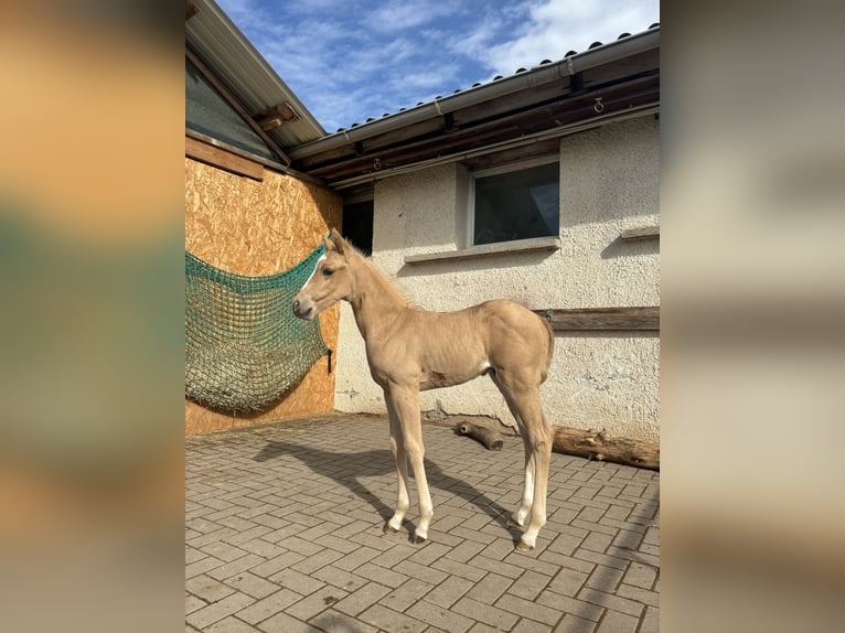 American Quarter Horse Stallion 1 year 14,2 hh Palomino in Rosenfeld