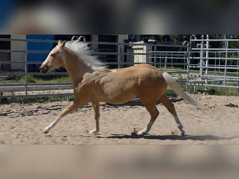 American Quarter Horse Stallion 1 year 14.2 hh Palomino in Langenbach