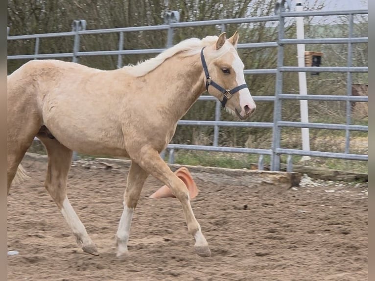 American Quarter Horse Stallion 1 year 14.2 hh Palomino in Langenbach