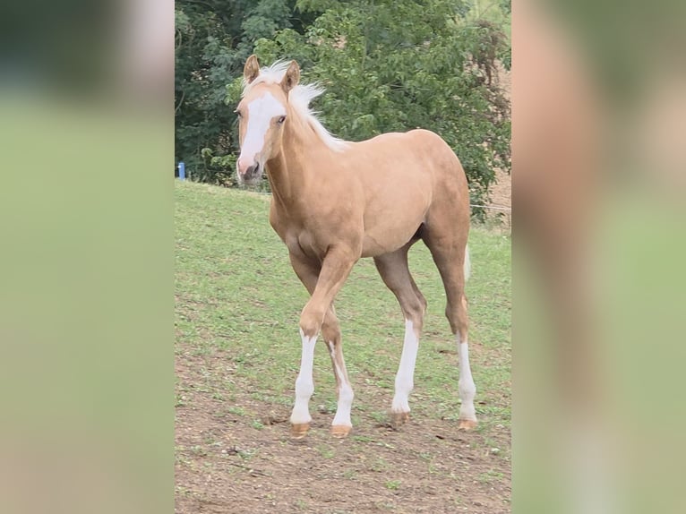 American Quarter Horse Stallion 1 year 14.2 hh Palomino in Langenbach