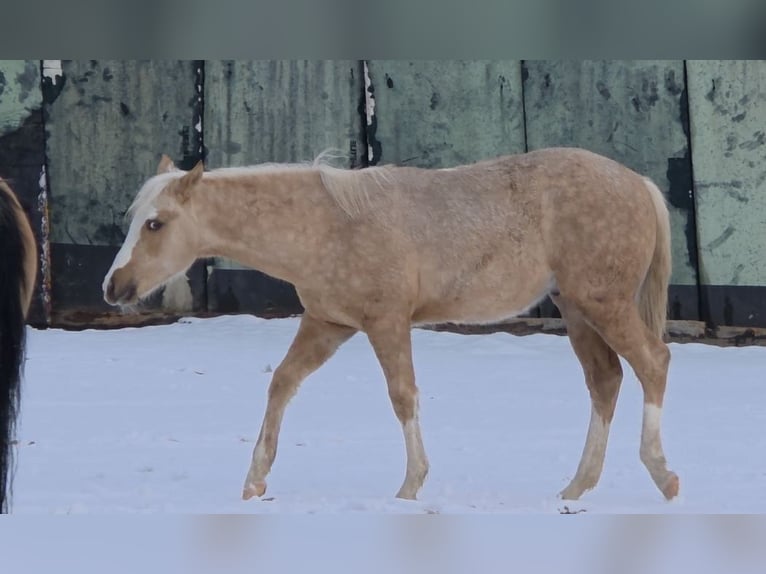 American Quarter Horse Stallion 1 year 14.2 hh Palomino in Langenbach