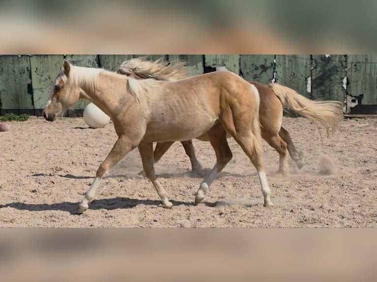 American Quarter Horse Stallion 1 year 14.2 hh Palomino in Langenbach