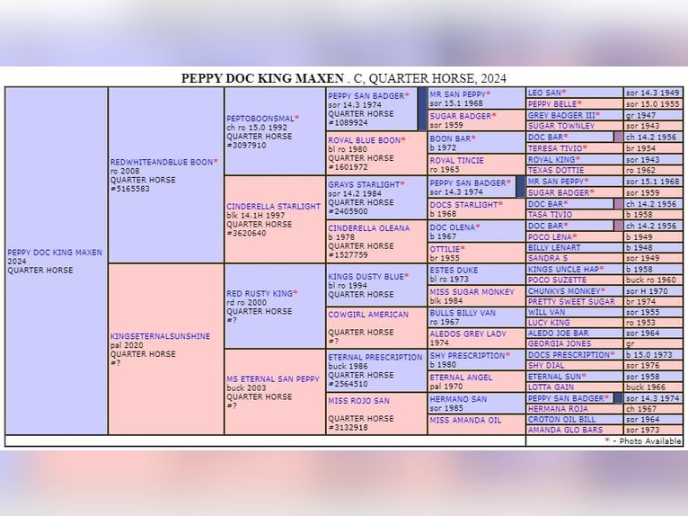 American Quarter Horse Stallion 1 year 14,2 hh Palomino in Müglitztal