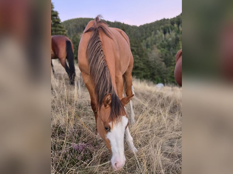 American Quarter Horse Stallion 1 year 14.2 hh Red Dun in Steinen