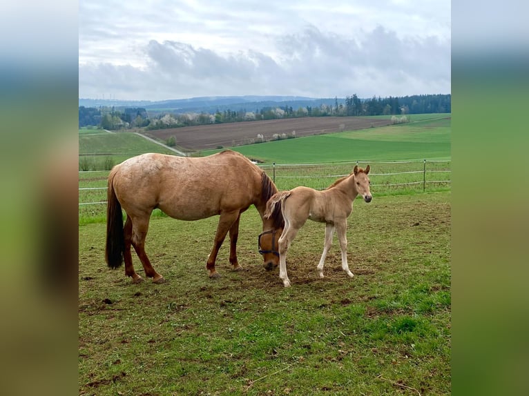 American Quarter Horse Stallion 1 year 14.2 hh Red Dun in Erbendorf