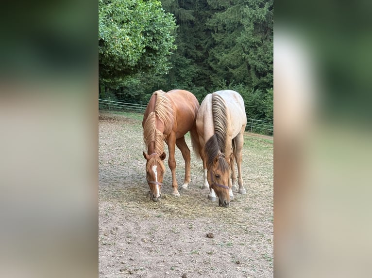 American Quarter Horse Stallion 1 year 14.2 hh Red Dun in Erbendorf