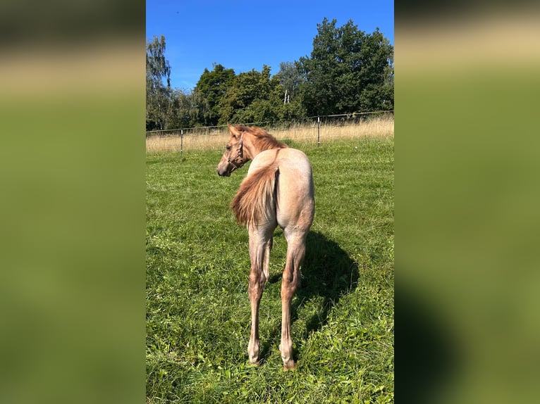 American Quarter Horse Stallion 1 year 14.2 hh Red Dun in Erbendorf