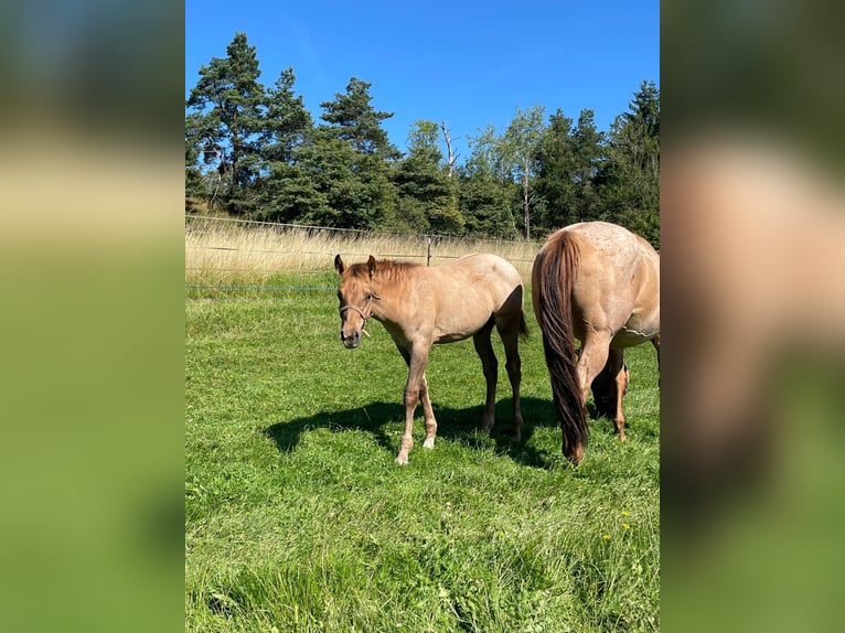 American Quarter Horse Stallion 1 year 14.2 hh Red Dun in Erbendorf