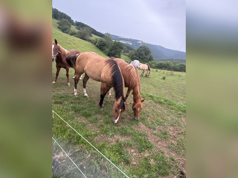 American Quarter Horse Stallion 1 year 14,2 hh Red Dun in Daleiden