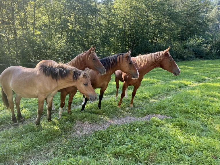 American Quarter Horse Stallion 1 year 14,2 hh Red Dun in Daleiden