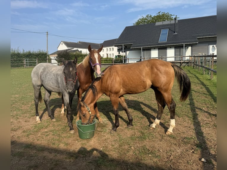 American Quarter Horse Stallion 1 year 14,2 hh Red Dun in Daleiden