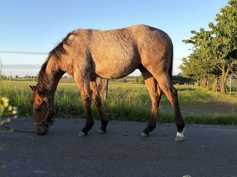 American Quarter Horse Stallion 1 year 14.2 hh Roan-Bay in Pociękarb