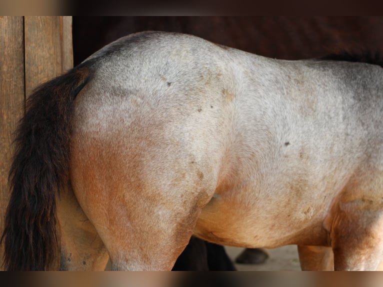 American Quarter Horse Stallion 1 year 14,2 hh Roan-Bay in Gschwend