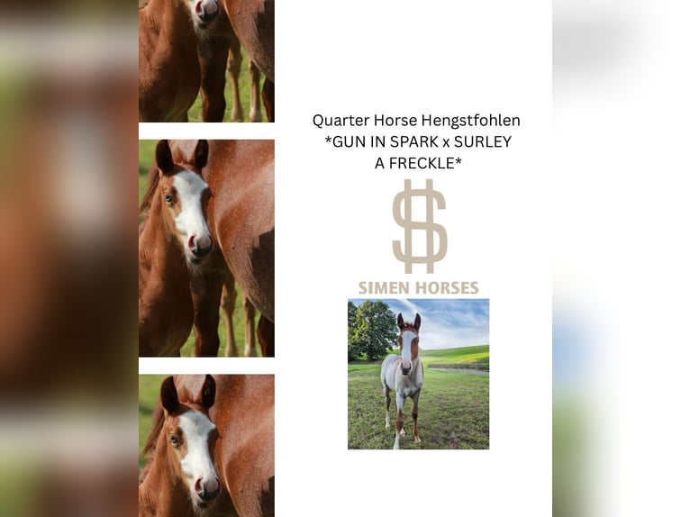 American Quarter Horse Stallion 1 year 14.2 hh Roan-Red in Steinen