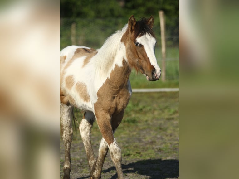 American Quarter Horse Stallion 1 year 14,2 hh Tobiano-all-colors in Dessel