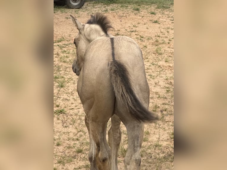 American Quarter Horse Stallion 1 year 14.2 hh  in Liebenau