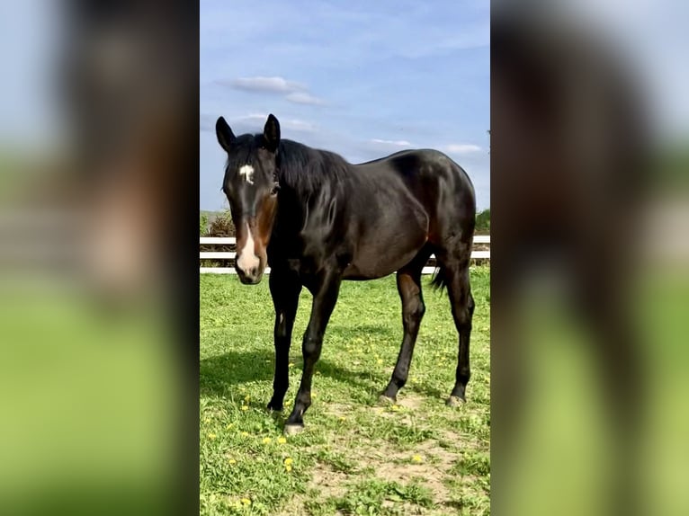 American Quarter Horse Stallion 1 year 14,3 hh Bay-Dark in Skrzyszów