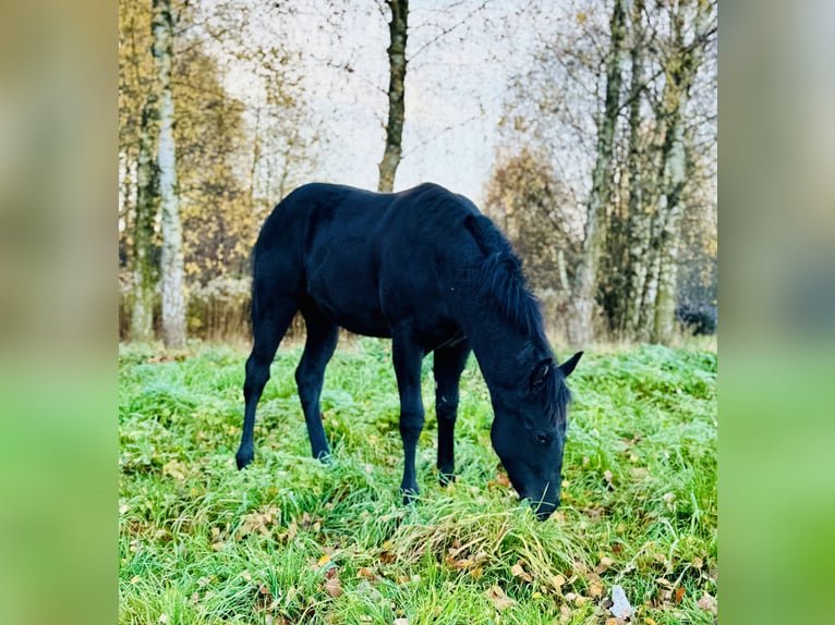 American Quarter Horse Stallion 1 year 14.3 hh Black in Skrzyszów