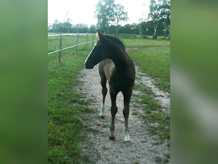 American Quarter Horse Stallion 1 year 14,3 hh Black in Steyerberg