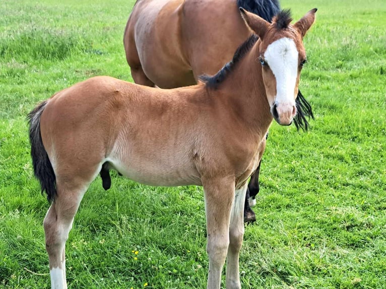 American Quarter Horse Stallion 1 year 14,3 hh Brown in Weste