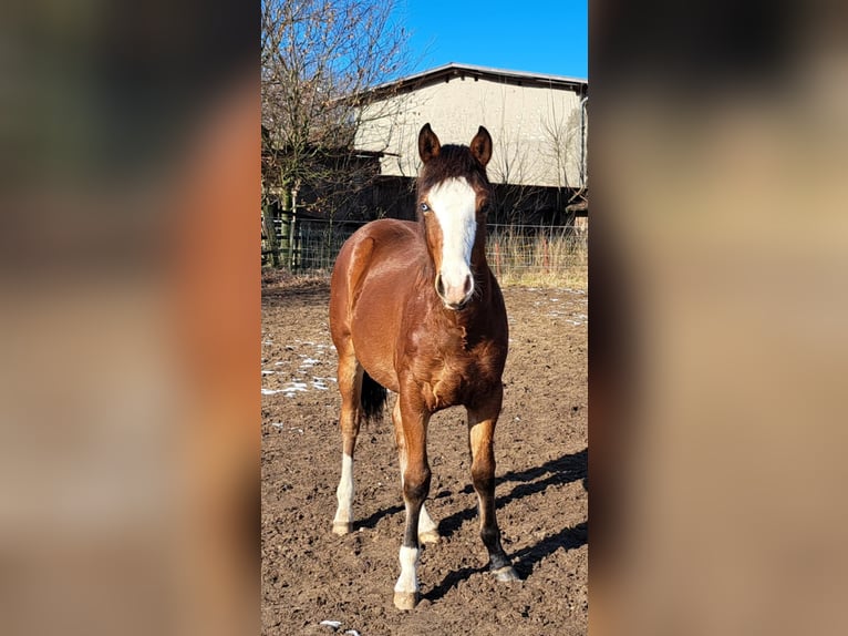 American Quarter Horse Stallion 1 year 14,3 hh Brown in Weste