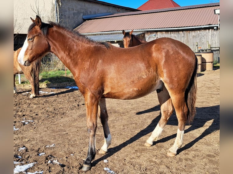 American Quarter Horse Stallion 1 year 14,3 hh Brown in Weste