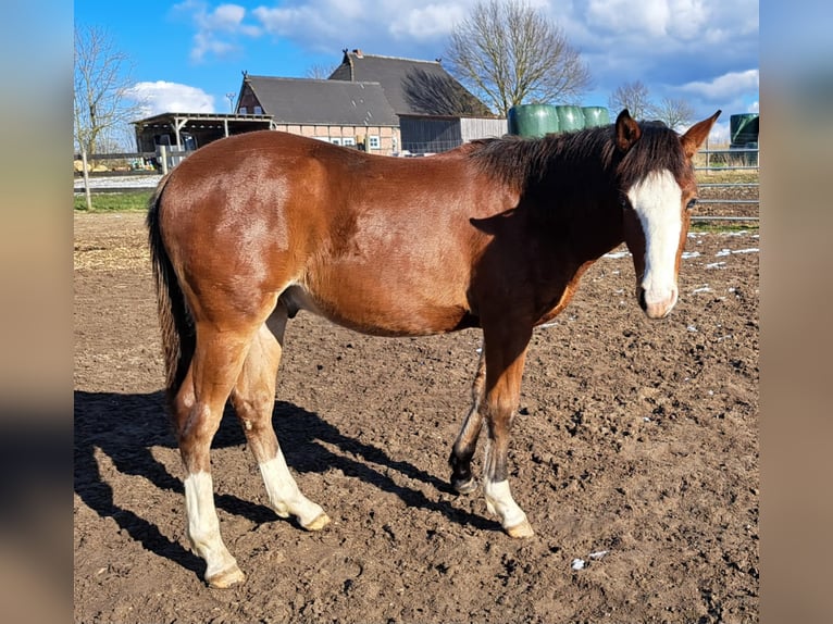 American Quarter Horse Stallion 1 year 14,3 hh Brown in Weste