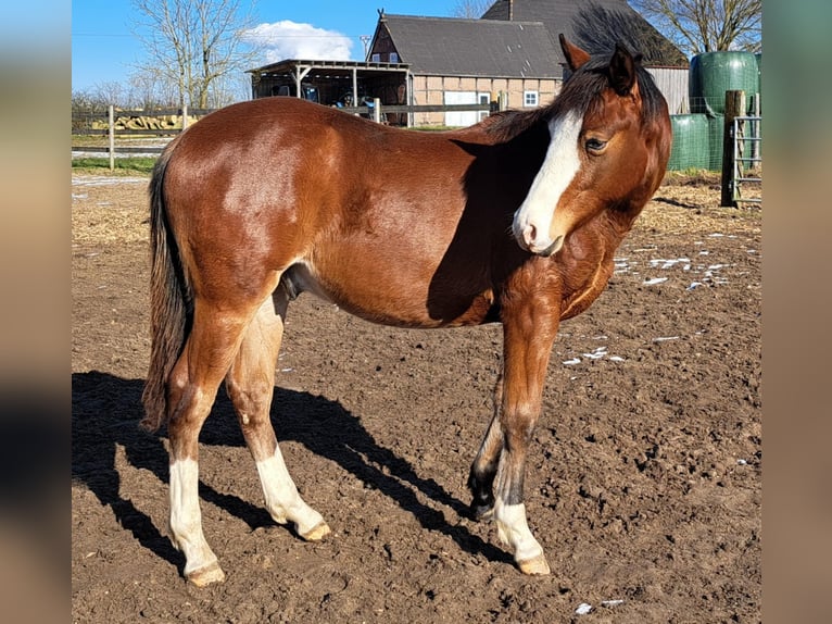 American Quarter Horse Stallion 1 year 14,3 hh Brown in Weste