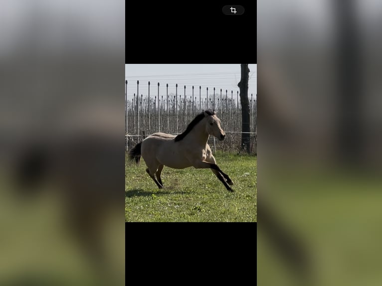 American Quarter Horse Stallion 1 year 14.3 hh Buckskin in Meckenheim